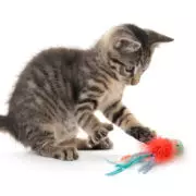 Wobble cat outlet toy