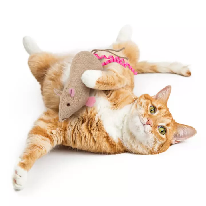 Refillalble Kicker Cat Toy With Catnip
